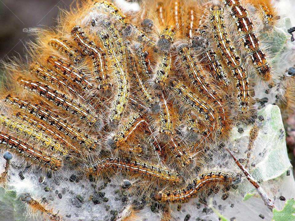 Caterpillar Pile