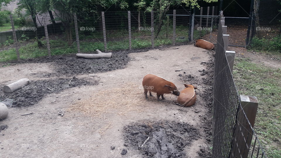 Warthogs at the Zoo