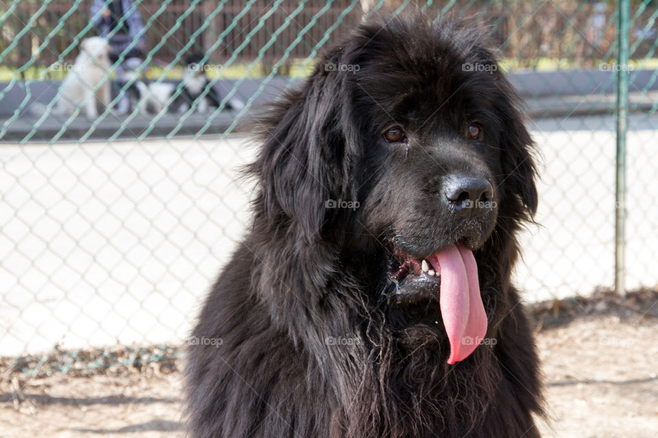 Close-up of black dog