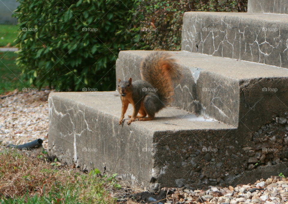 I'm Watching You . Squirrel keeping an eye on me. 