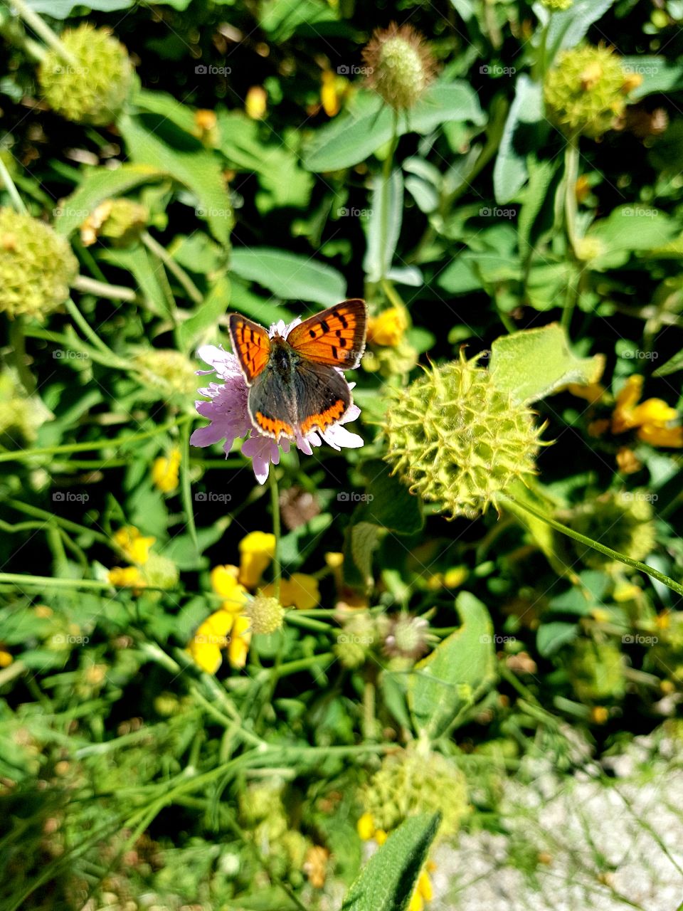 butterfly, summer time.,nature 🦋🦋🦋🦋🦋🌞🌞