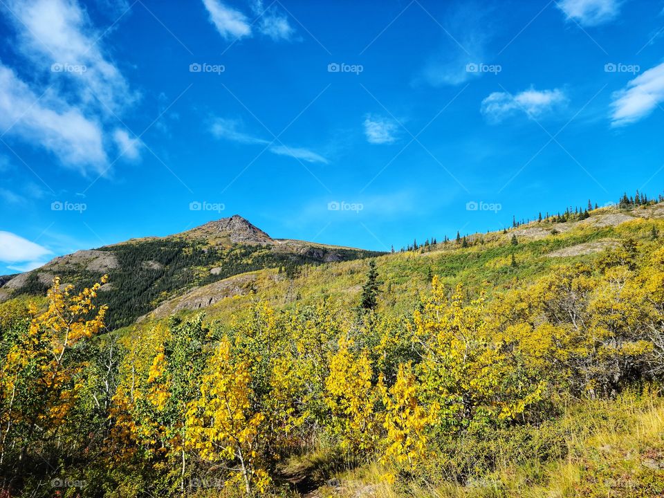 Golden yellow leaves before the ridge