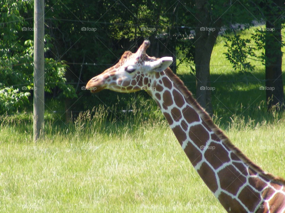 You are looking at the head and neck of a giraffe.