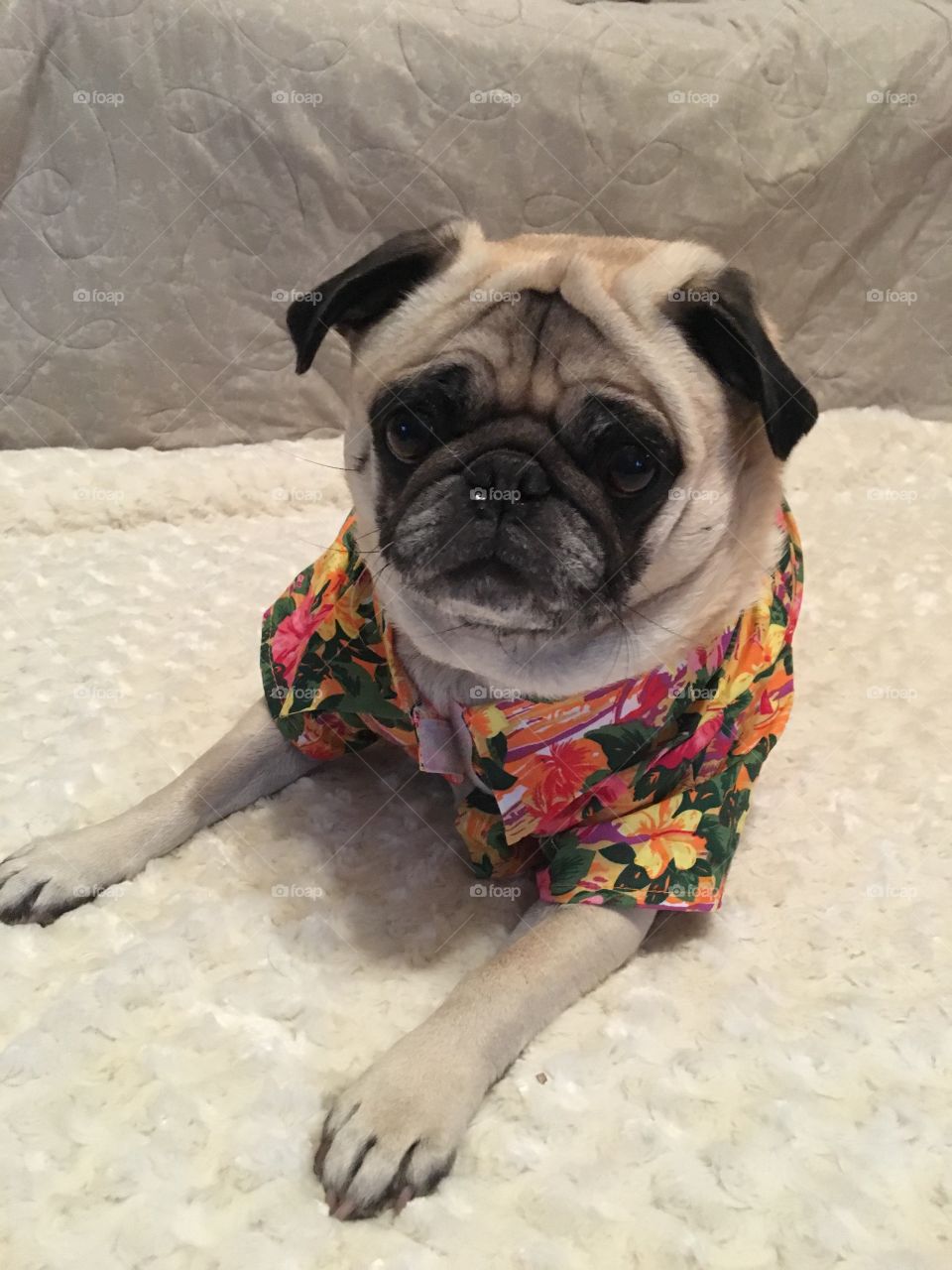 Pug in Hawaiian shirt