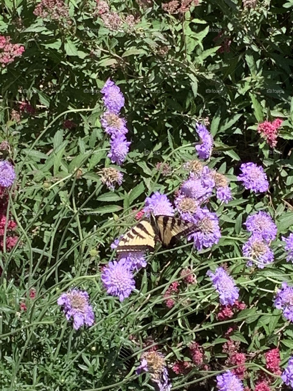 First butterfly of spring