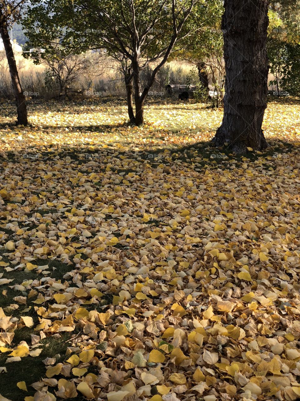 Fall in Swan Valley
