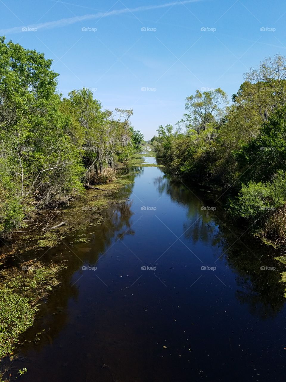Swampland in Louisiana