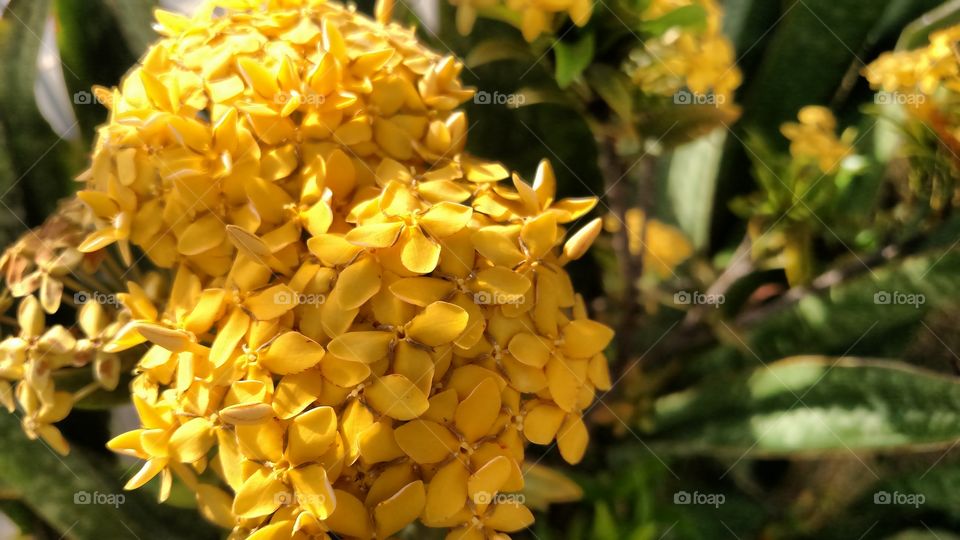 yellow... flowers