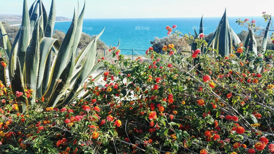 Agave Lantane e Mare