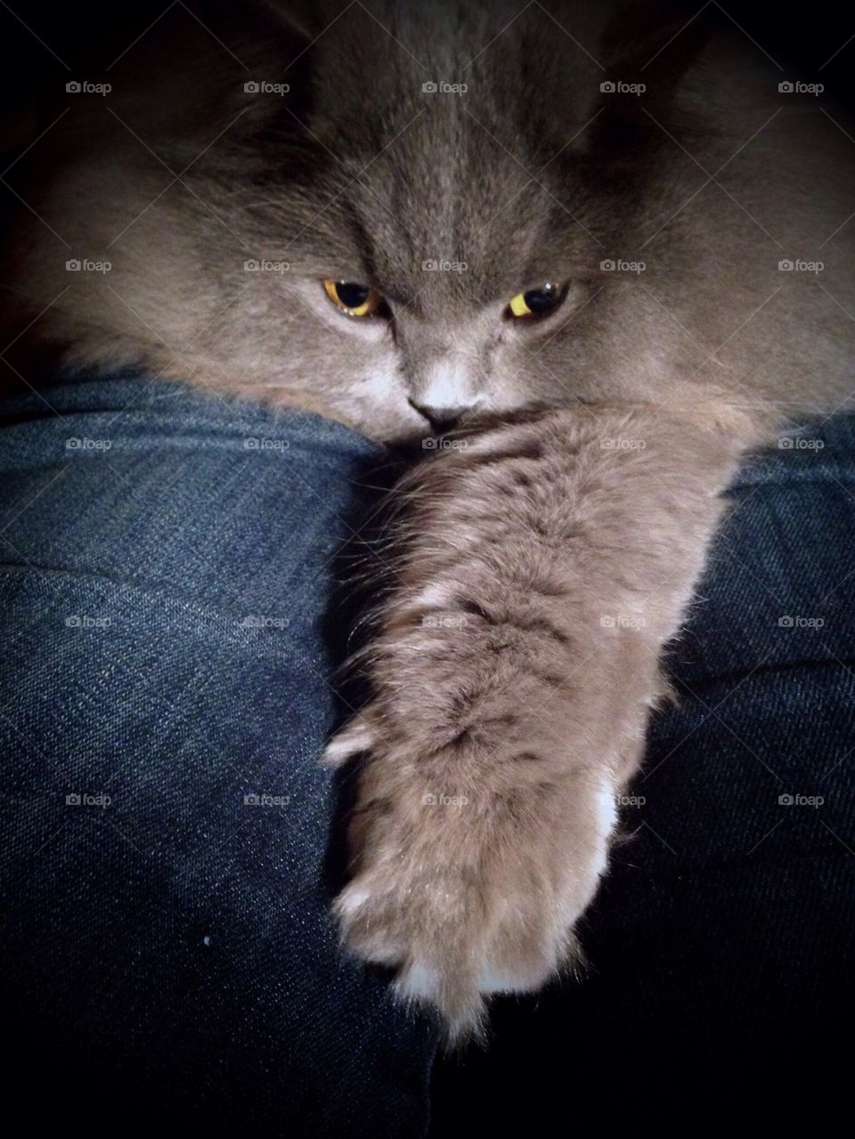 Cat reaching out paw