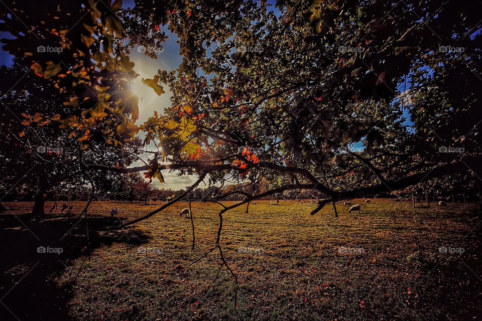 Autumn . Field