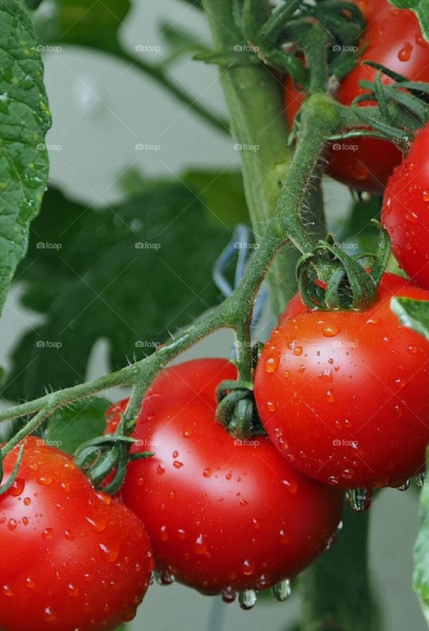Tomates,Vermelhos. red tomatoes