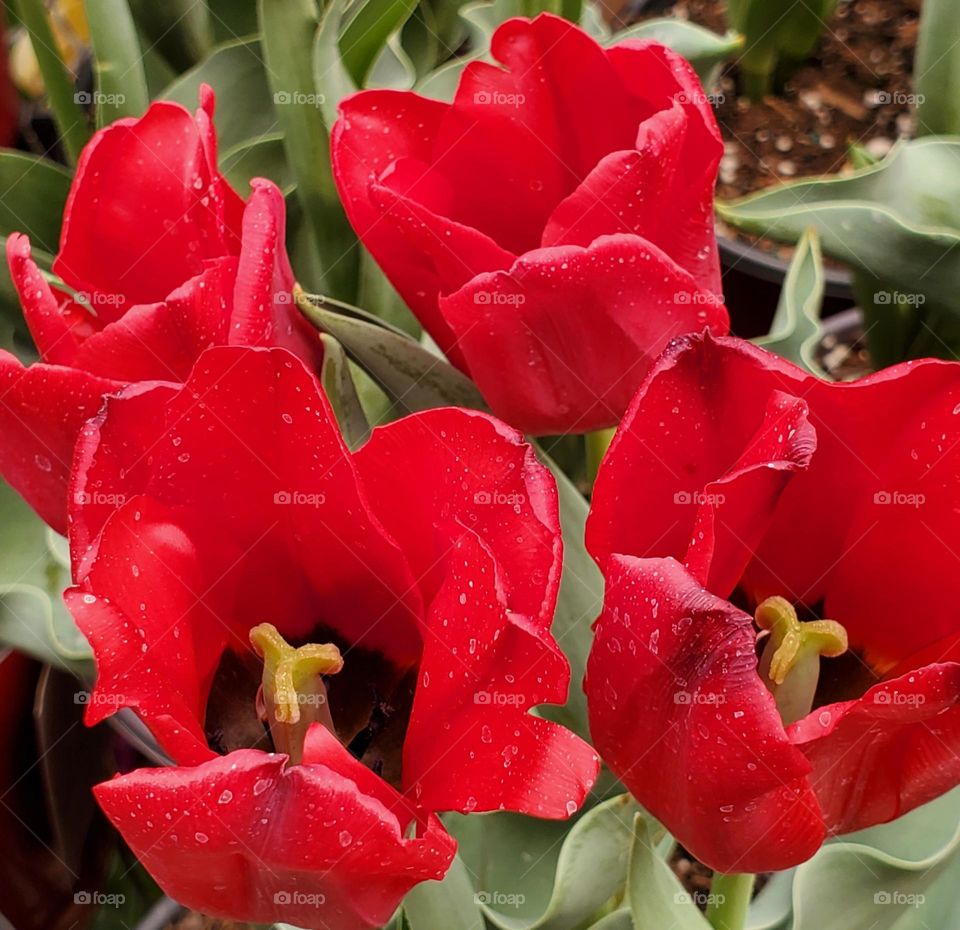 Red Tulips in Bloom