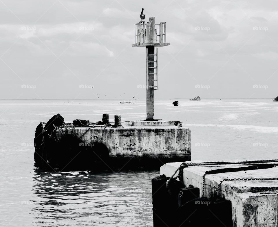 A brown pelican scopes the bay at the Holbox Ferry pier.