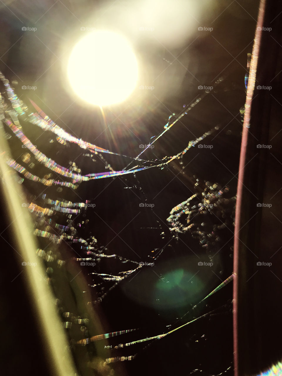 Can you believe it? This picture took in the afternoon not night, just turn the lense facing the sun the intention is for closed up the web but the result was more than I espect.