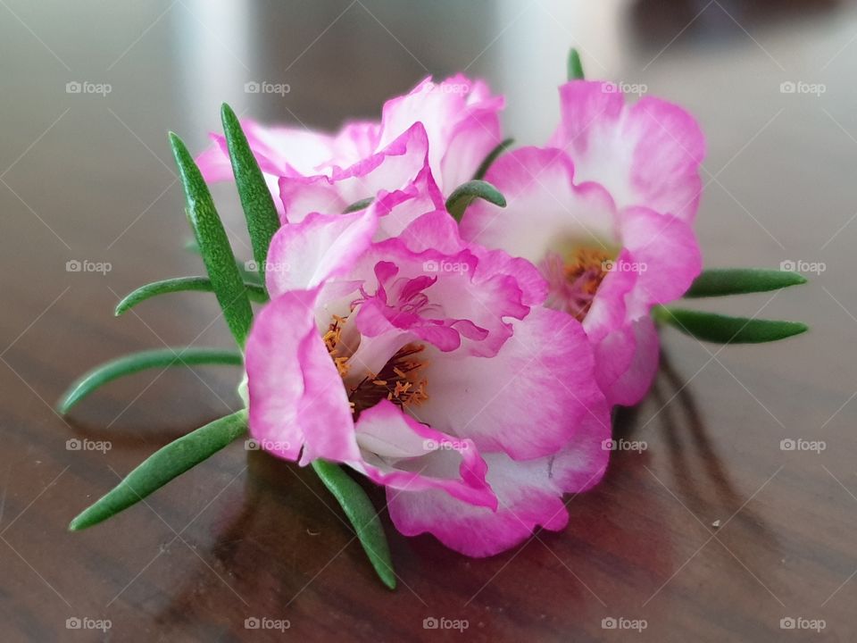 my beautiful Portulaca grandiflora