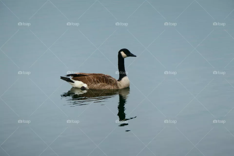 beautiful waterbird