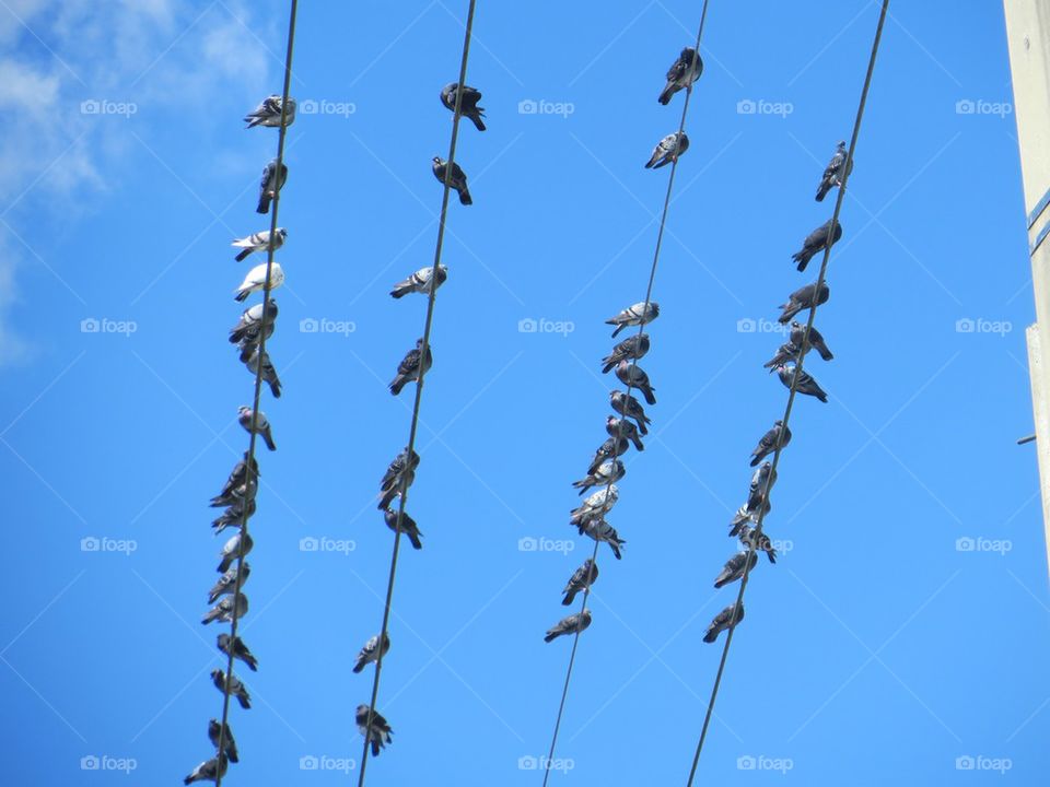 Birds on a wire