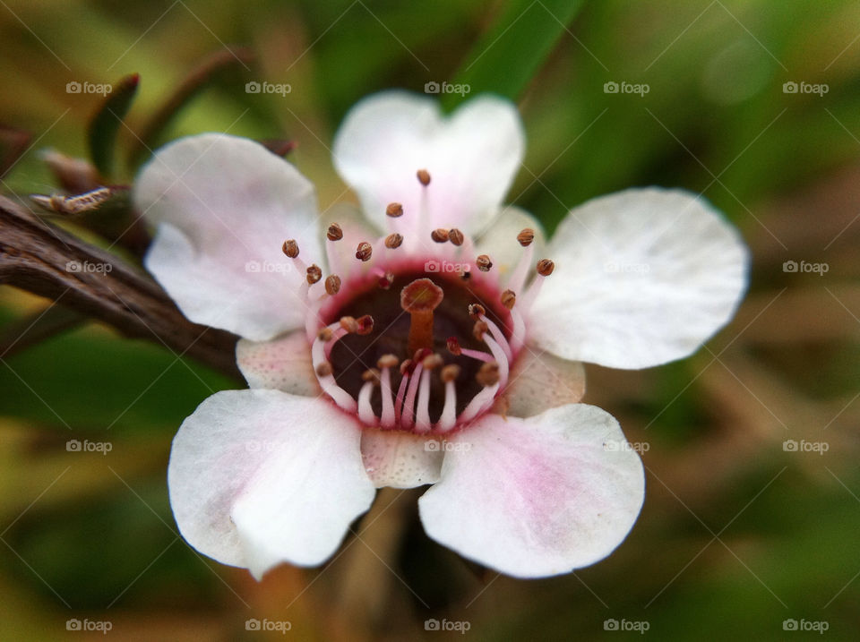pink flower macro petal by tomrobbarber