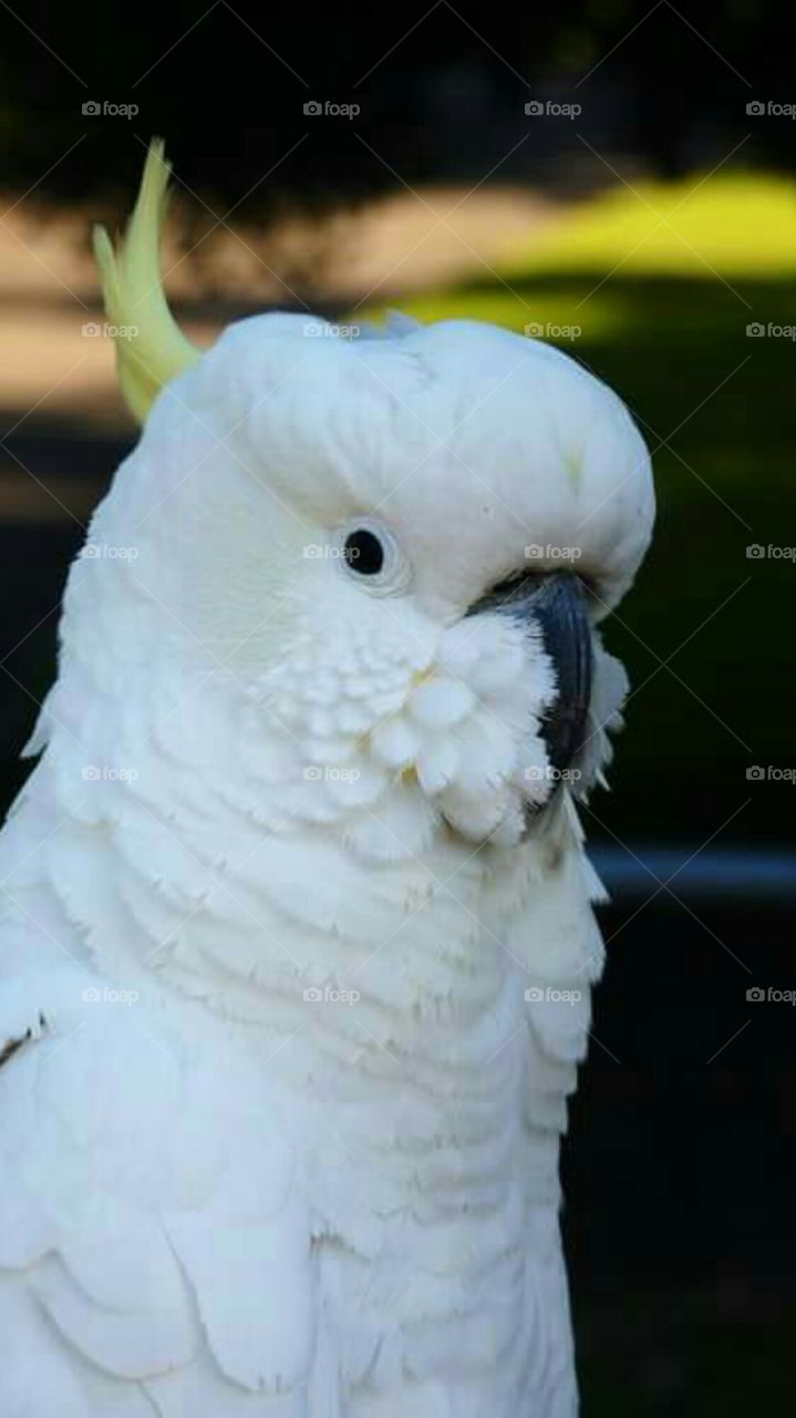 Parrot