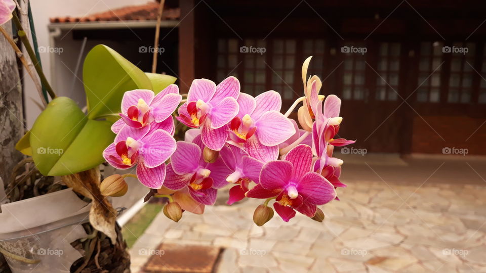 Estas mini orquídeas são uma graça! Note os detalhes em tonalidades e cores diferentes! Perfeitas!