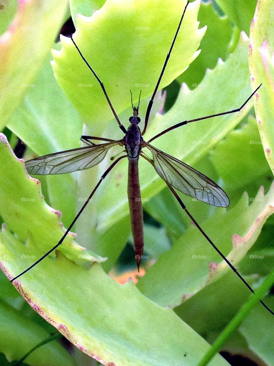 sweden garden macro close by elluca