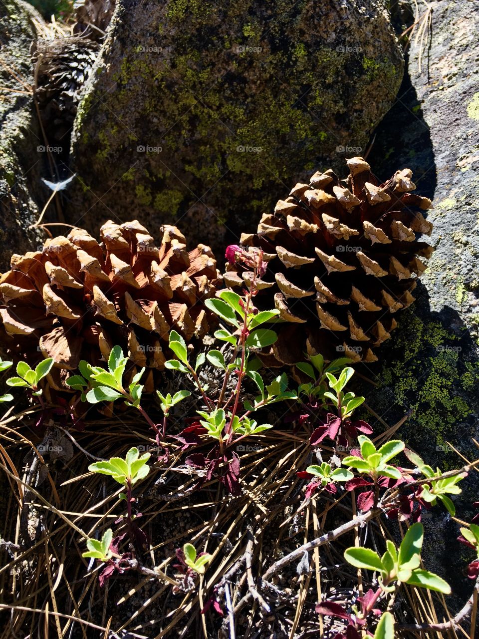 Pine cones
