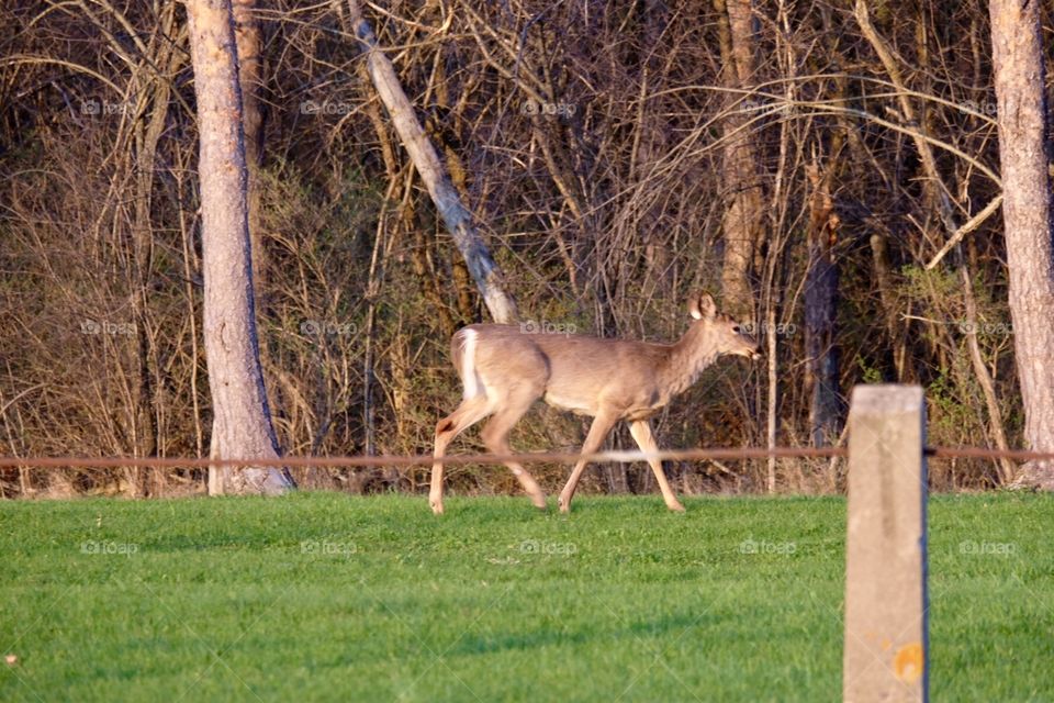Deer walking through the park