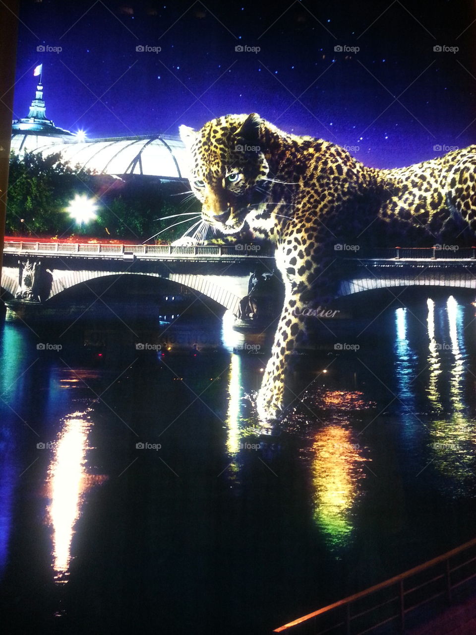 Cheetah in the Night