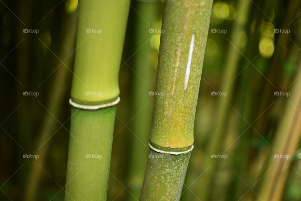 Bamboo