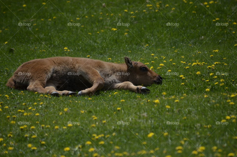 Buffalo Calf