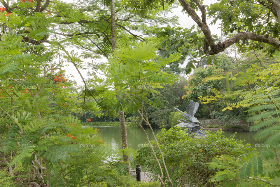 Beautiful scenery at Swan Lake