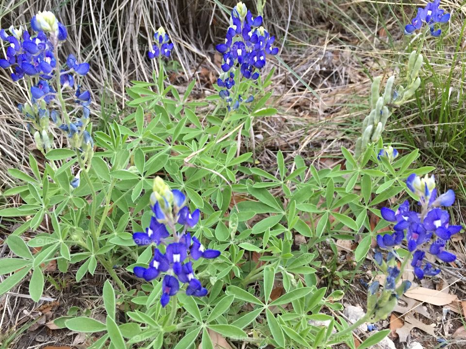 Bluebonnets