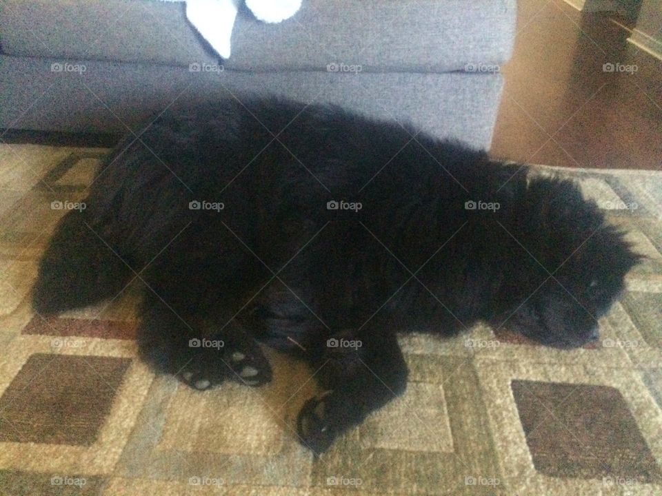 Dog, Mammal, One, Canine, Floor