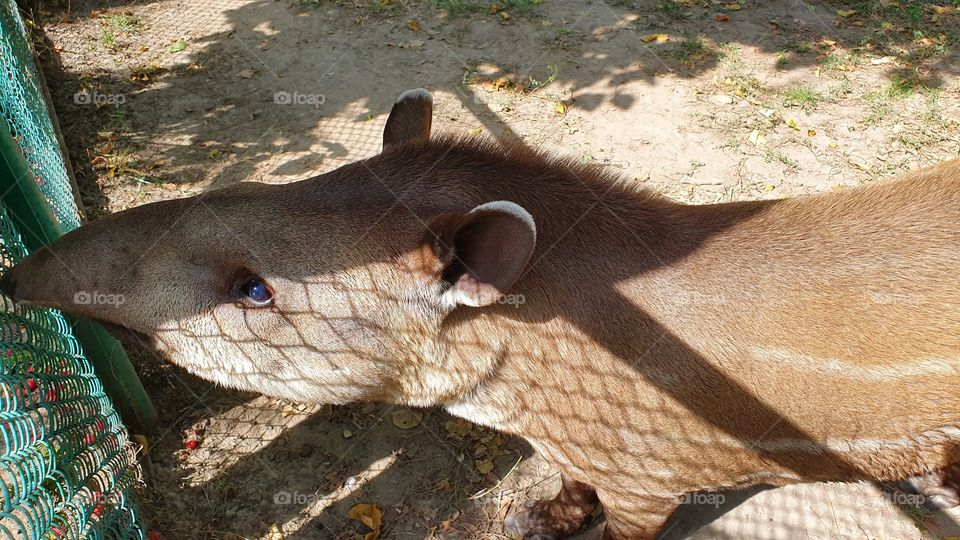 tapira in Almaty zoo