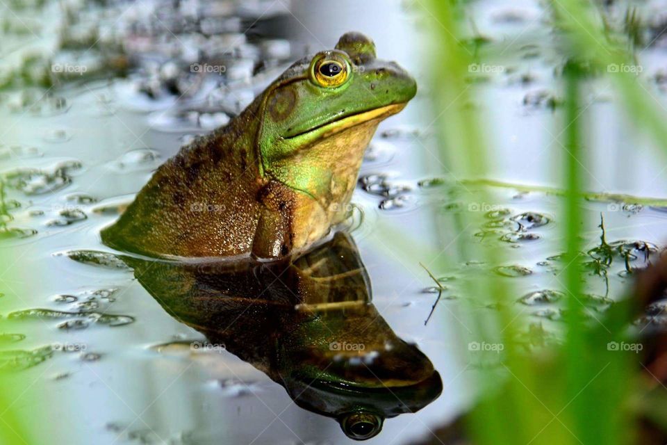 Lonely frog in the swamp of New Hampshire. Waiting for a kiss.