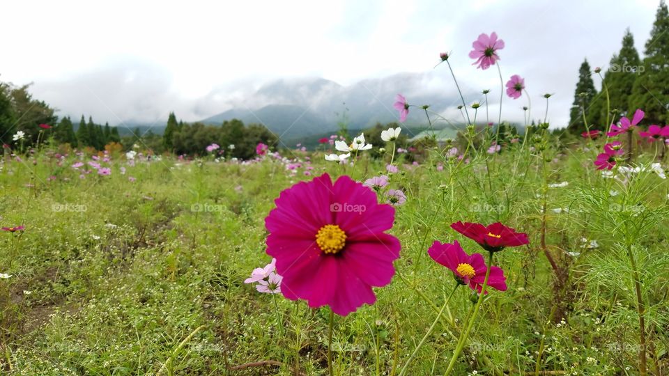 Wild flower fields