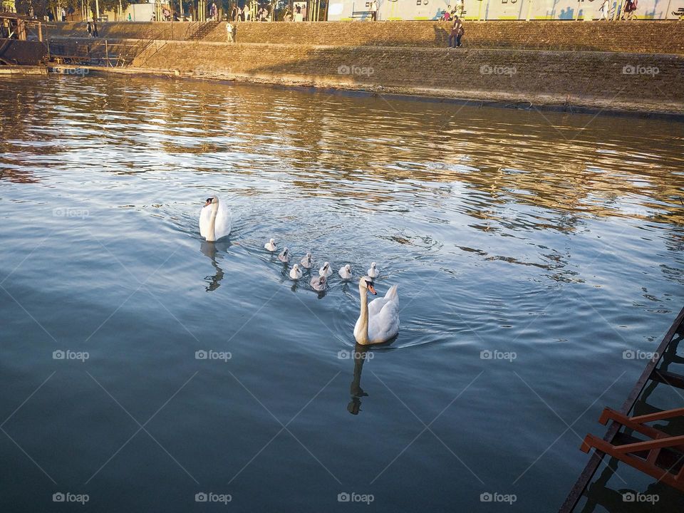 A pair of swans and swans