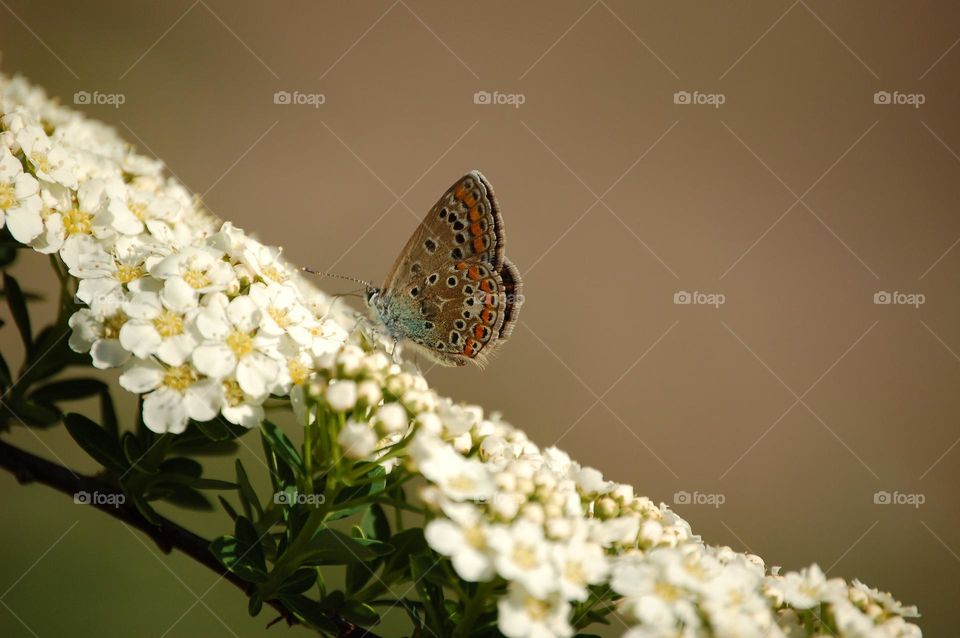 Butterfly on a White Alyssum