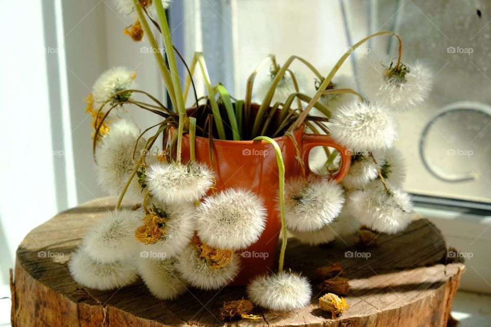 Withered dandelion flowers in a mug stand in the sun