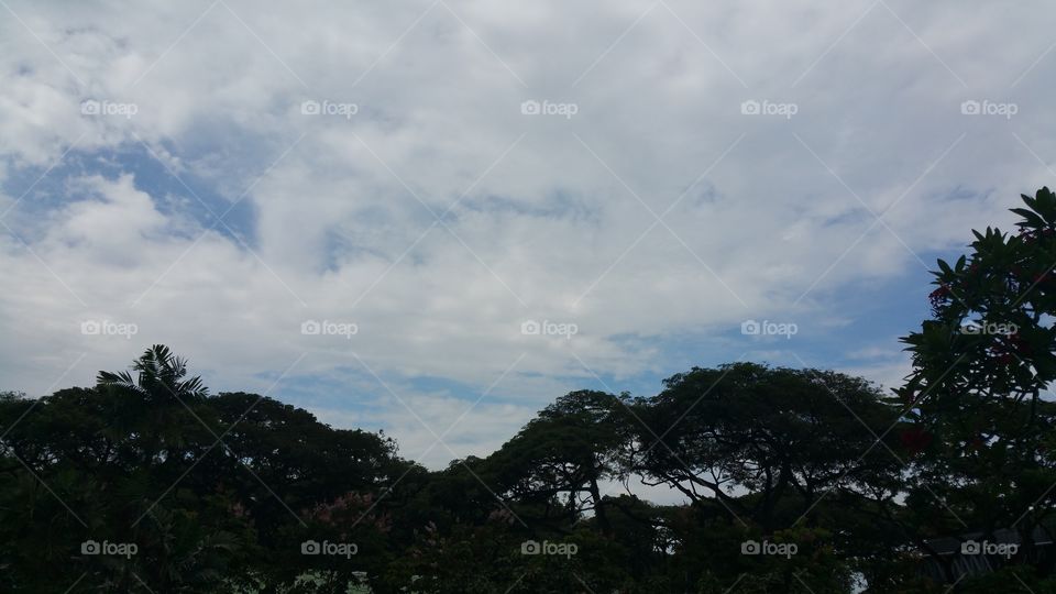 Cloudy Blue Sky, trees