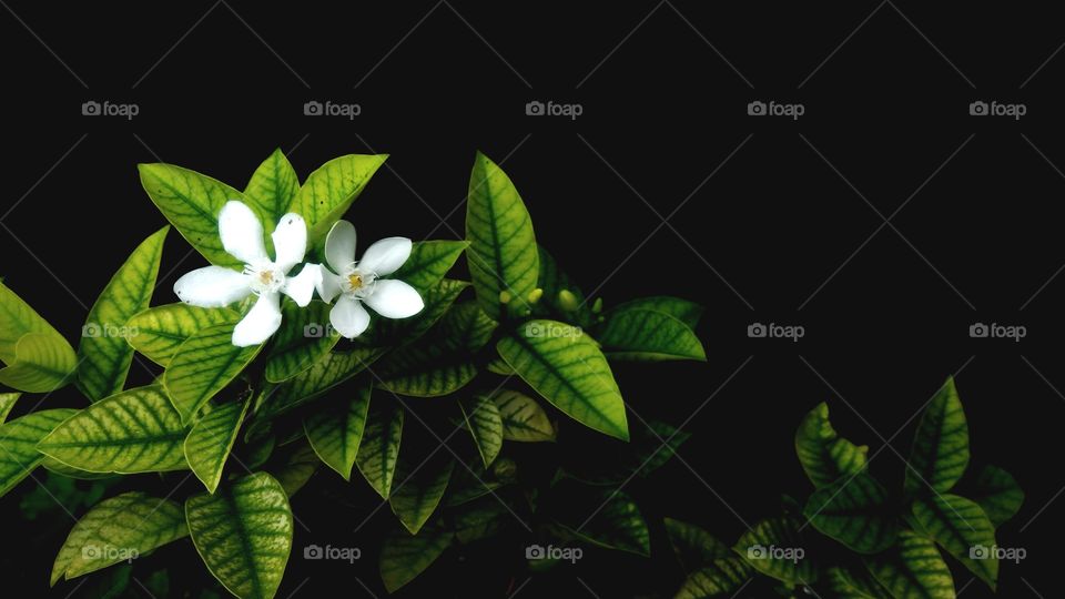 Beautiful white flower with green leaf and black background
