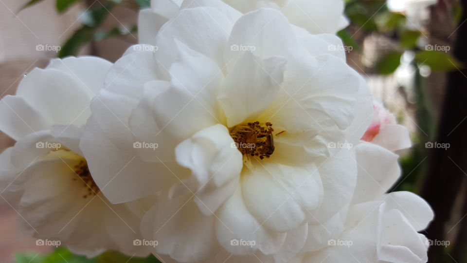 white flower