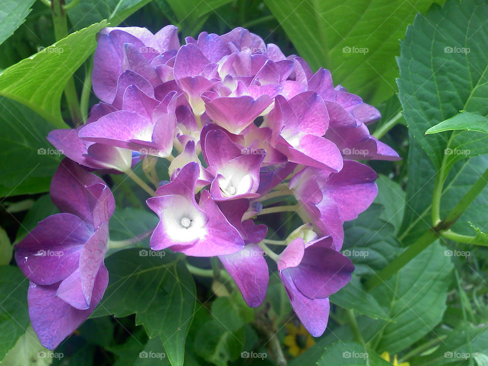 flowers nature white purple by jmh