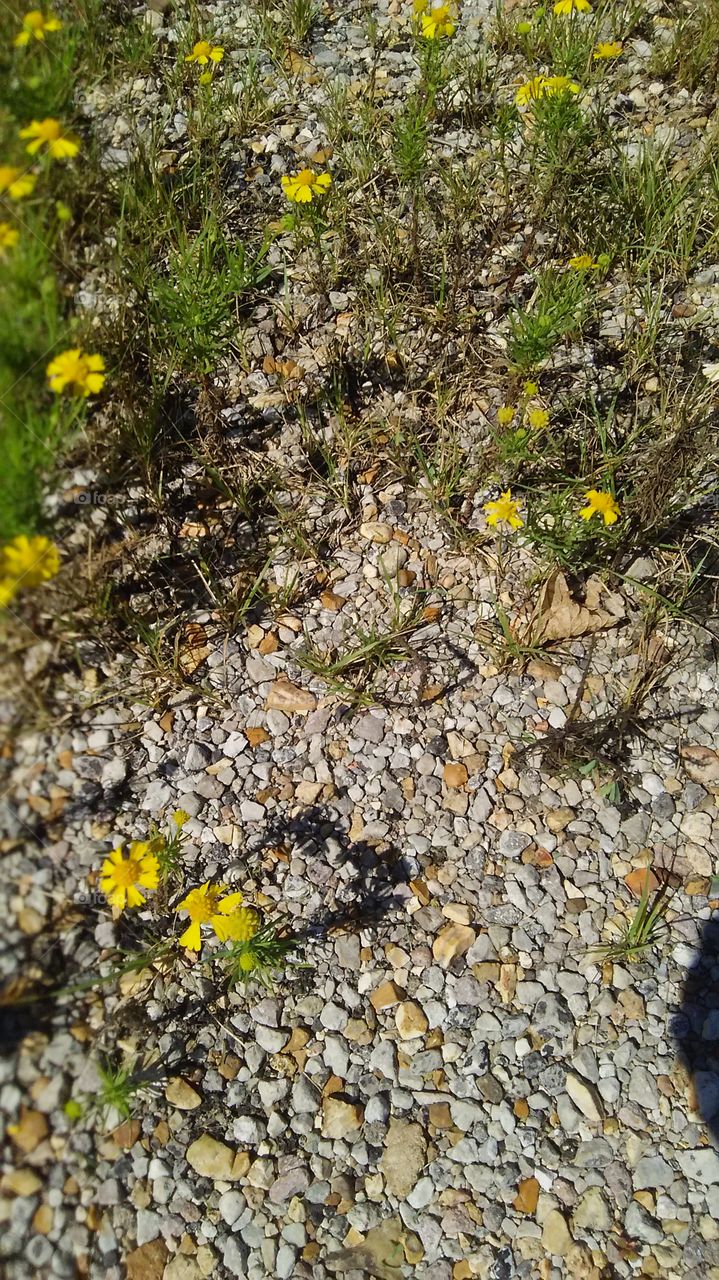 Little Flowers and Rocks