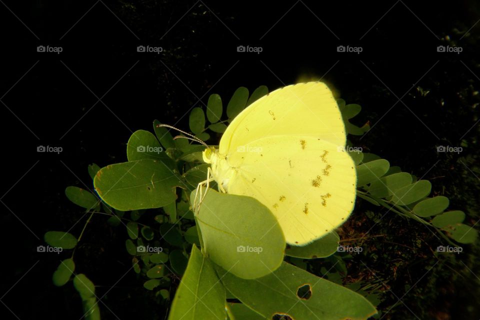 yellow butterfly