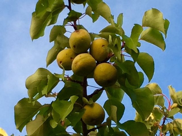 Apricots