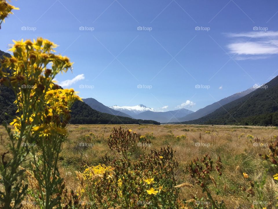 Yellow flowers & mountains 