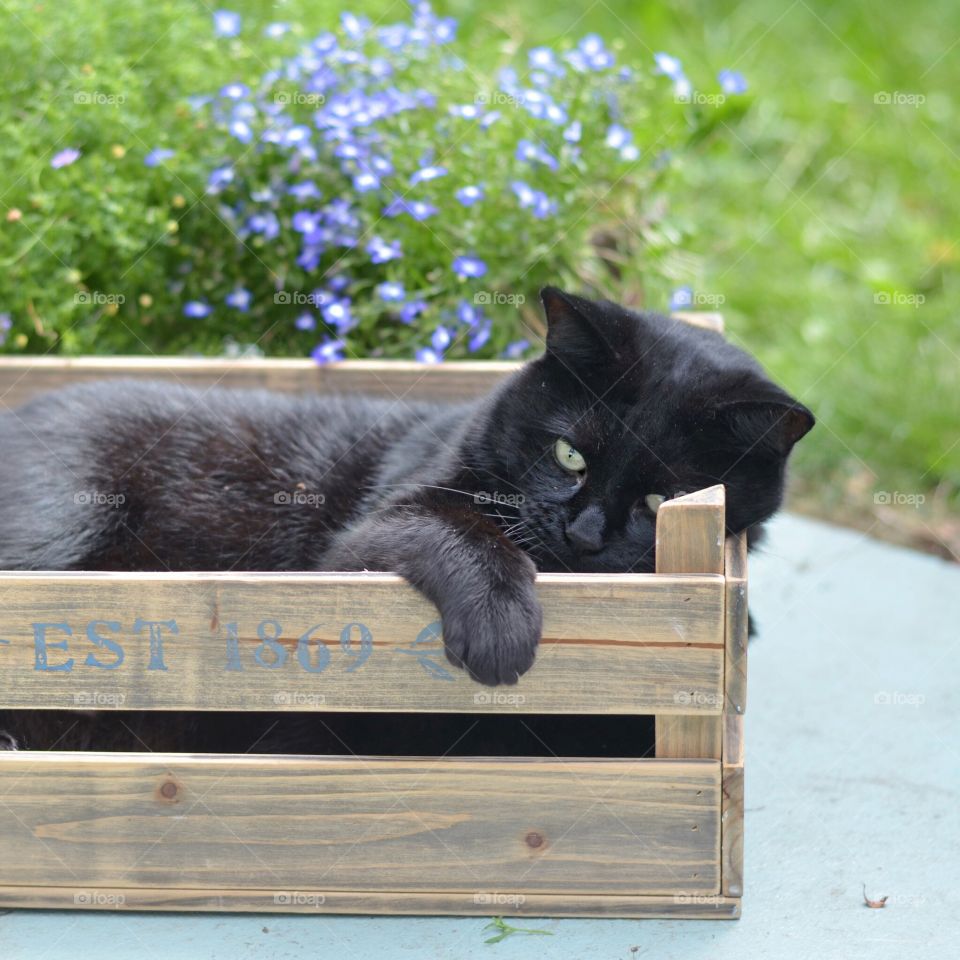 Black cat lying down in box