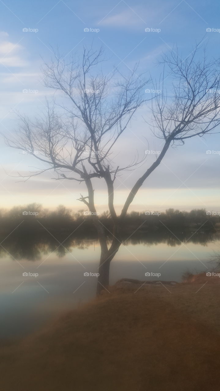 lake tree